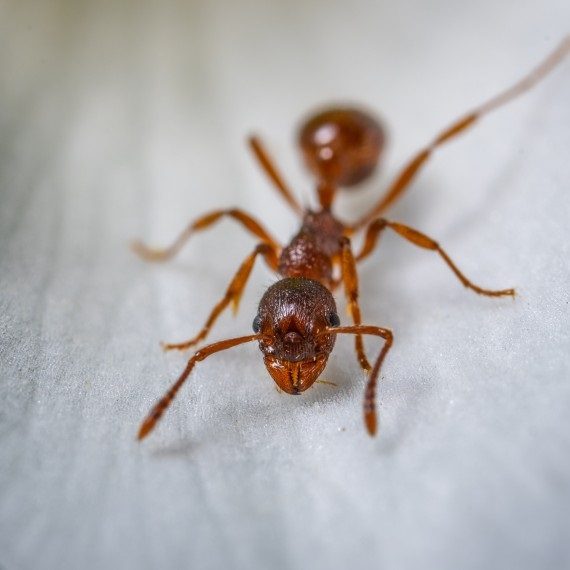 Field Ants, Pest Control in Crouch End, N8. Call Now! 020 8166 9746