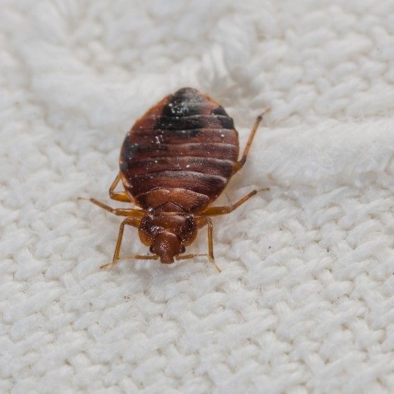 Bed Bugs, Pest Control in Crouch End, N8. Call Now! 020 8166 9746