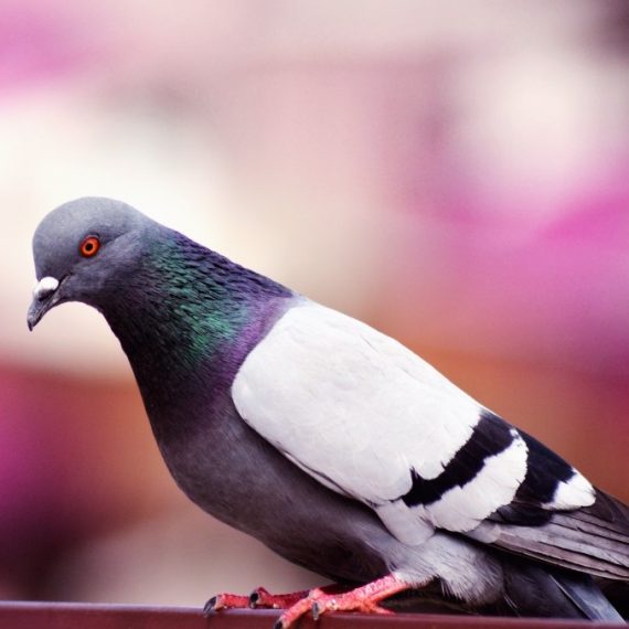 Birds, Pest Control in Crouch End, N8. Call Now! 020 8166 9746