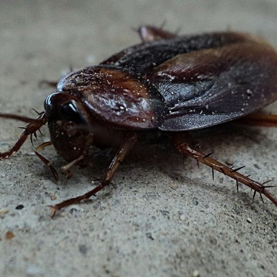 Cockroaches, Pest Control in Crouch End, N8. Call Now! 020 8166 9746