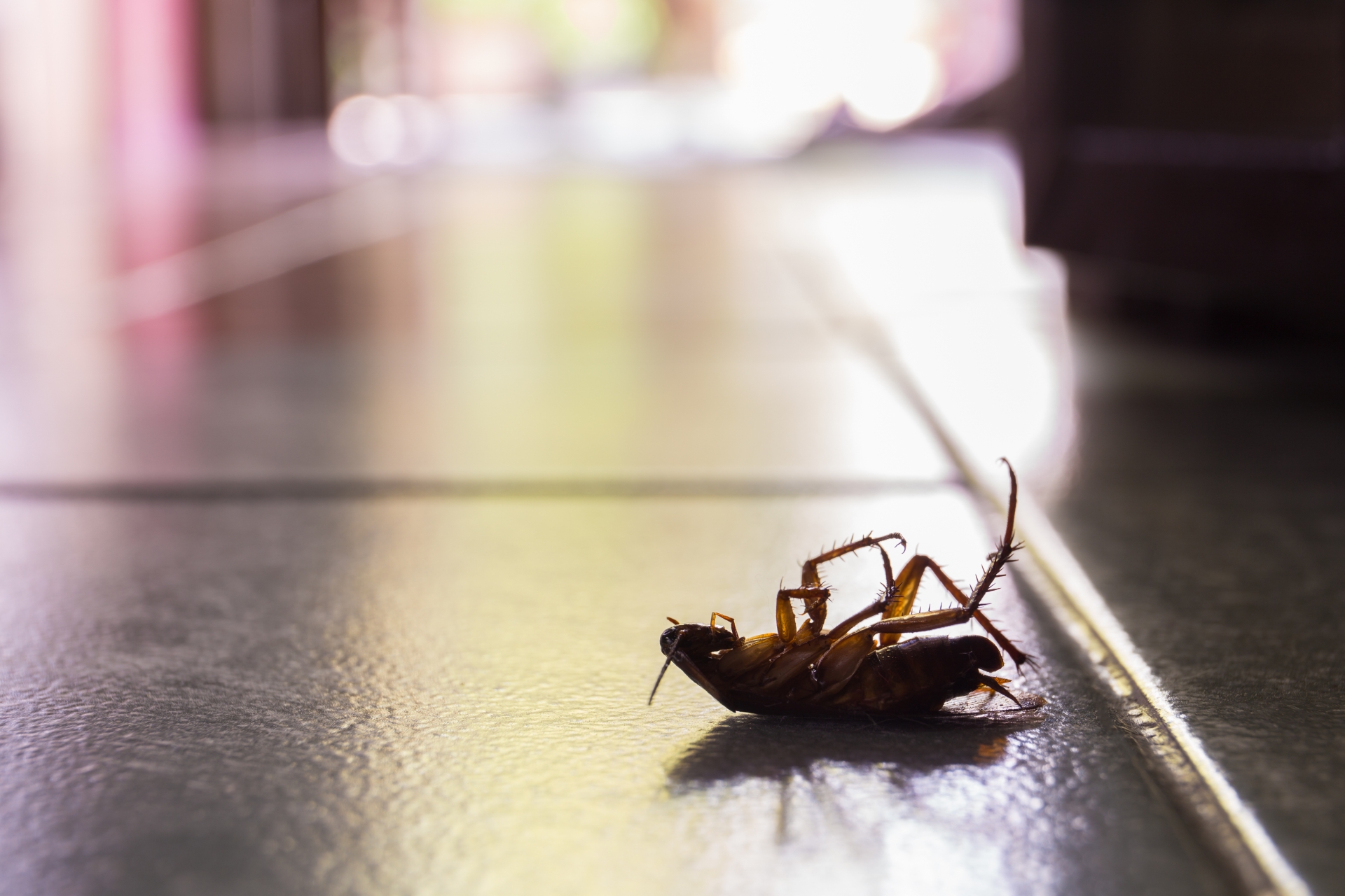Cockroach Control, Pest Control in Crouch End, N8. Call Now 020 8166 9746