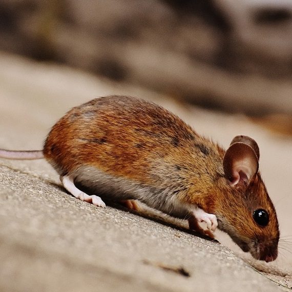 Mice, Pest Control in Crouch End, N8. Call Now! 020 8166 9746