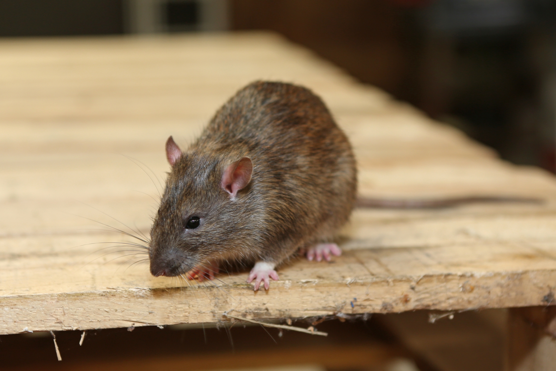 Rat Control, Pest Control in Crouch End, N8. Call Now 020 8166 9746
