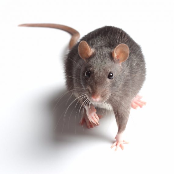 Rats, Pest Control in Crouch End, N8. Call Now! 020 8166 9746