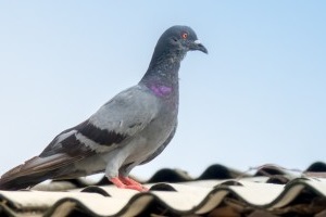 Pigeon Control, Pest Control in Crouch End, N8. Call Now 020 8166 9746
