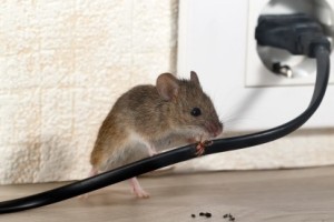 Mice Control, Pest Control in Crouch End, N8. Call Now 020 8166 9746
