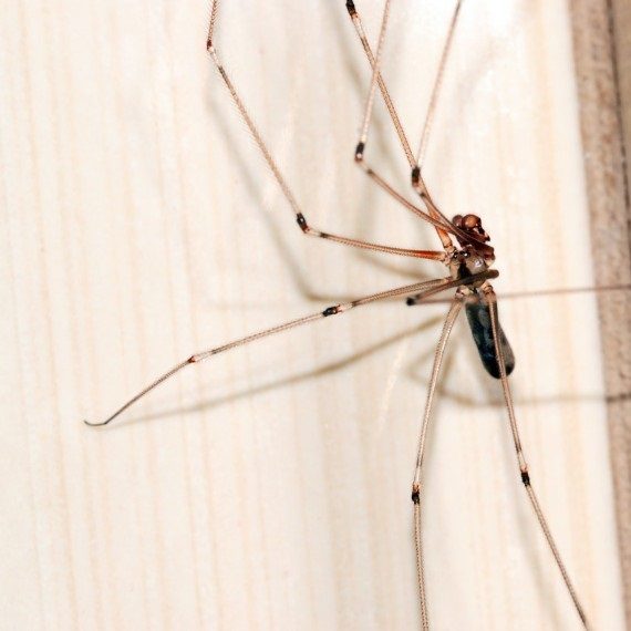 Spiders, Pest Control in Crouch End, N8. Call Now! 020 8166 9746