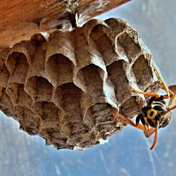 Wasps Nest, Pest Control in Crouch End, N8. Call Now! 020 8166 9746