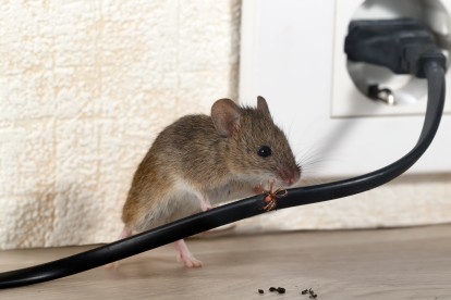 Pest Control in Crouch End, N8. Call Now! 020 8166 9746